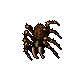tarantula